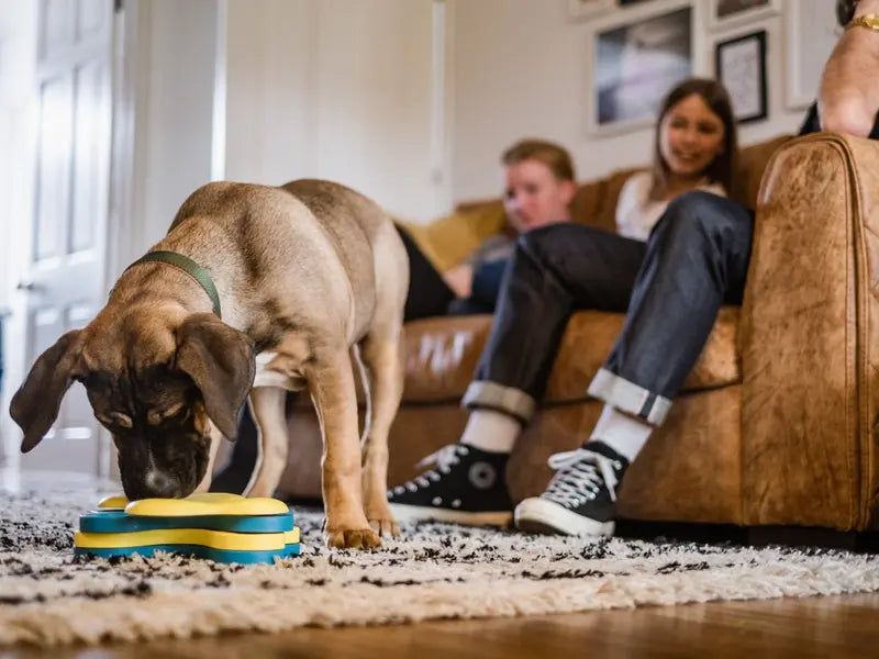 Reduce Stress with Fun At-Home Activities: With Your Pet