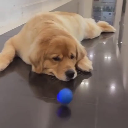 Interactive Dog Ball